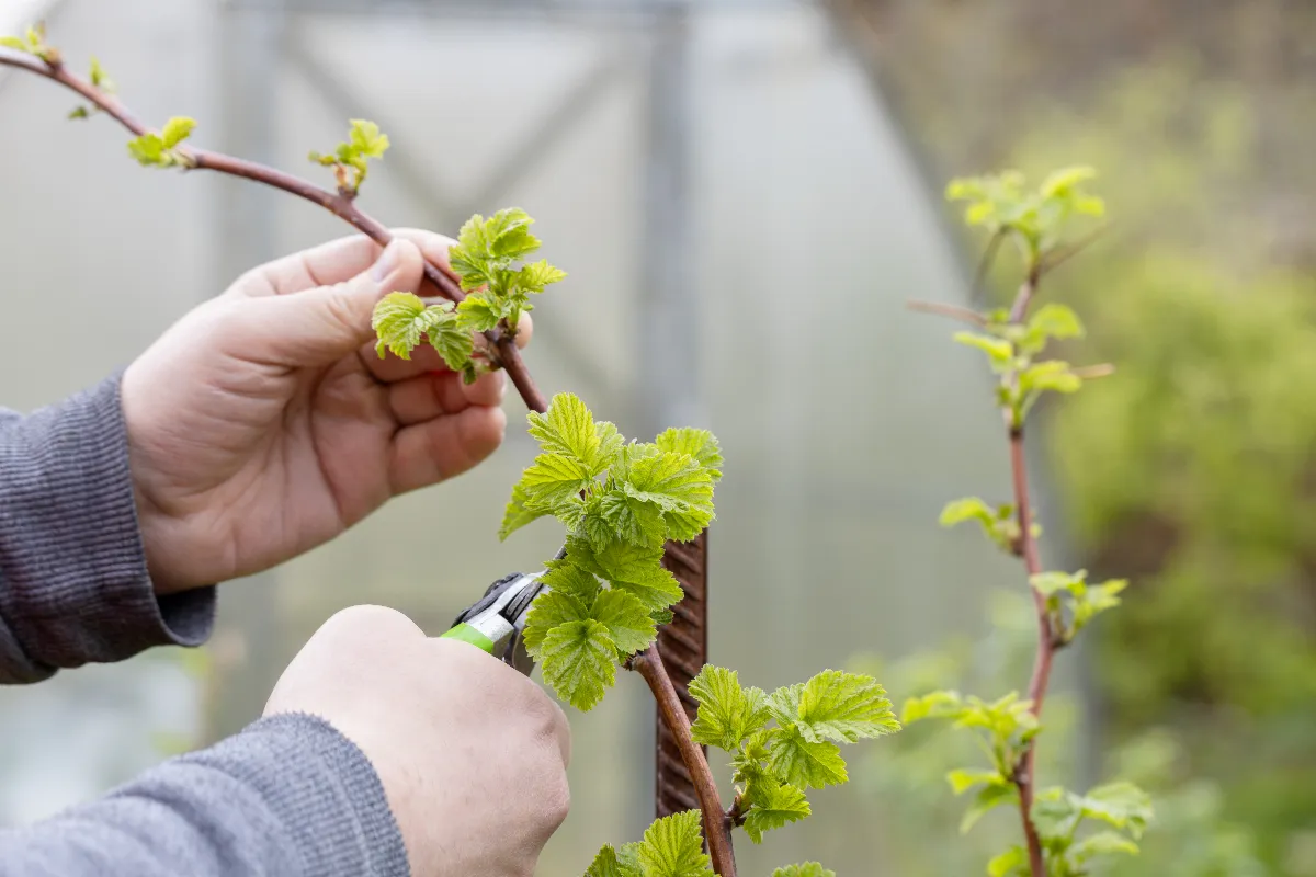 voici-la-bonne-technique-pour-tailler-vos-framboisiers-et-obtenir-la-meilleure-recolte-possible