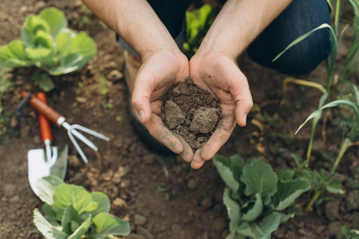 voici-la-solution-pour-enrichir-la-terre-de-votre-jardin-obtenez-enfin-de-belles-recoltes