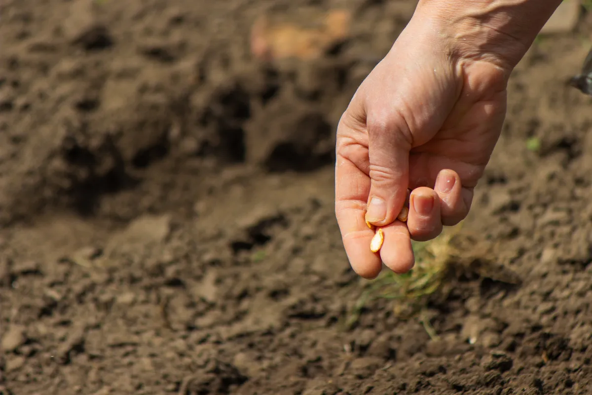 voici-lastuce-infaillible-pour-savoir-si-vos-anciennes-graines-peuvent-encore-germer