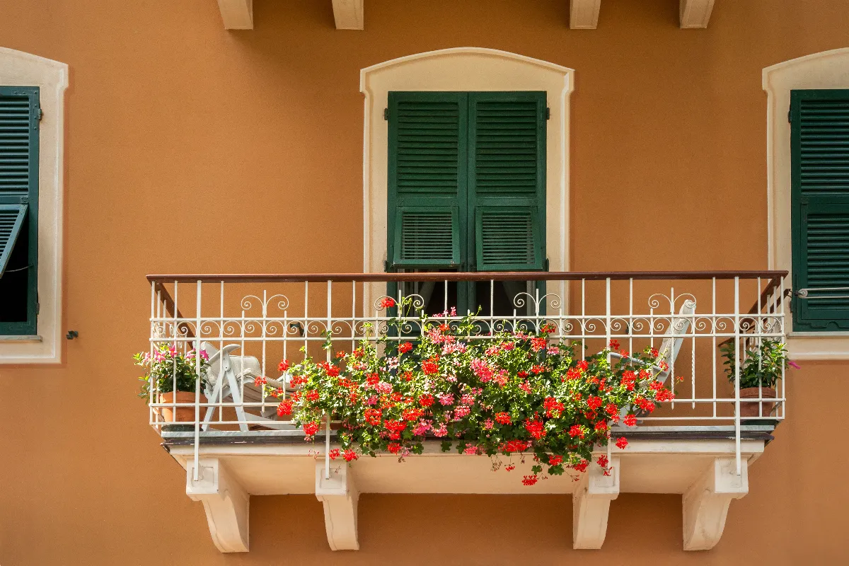 voici-le-secret-pour-avoir-des-geraniums-bien-fleuris-sur-votre-balcon-en-ce-moment