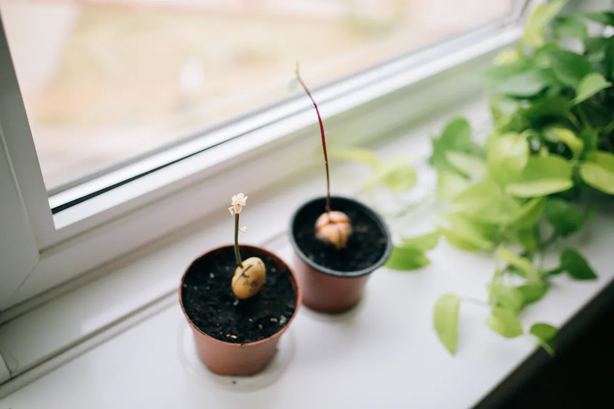 voici-les-3-etapes-a-suivre-pour-faire-pousser-facilement-votre-avocatier