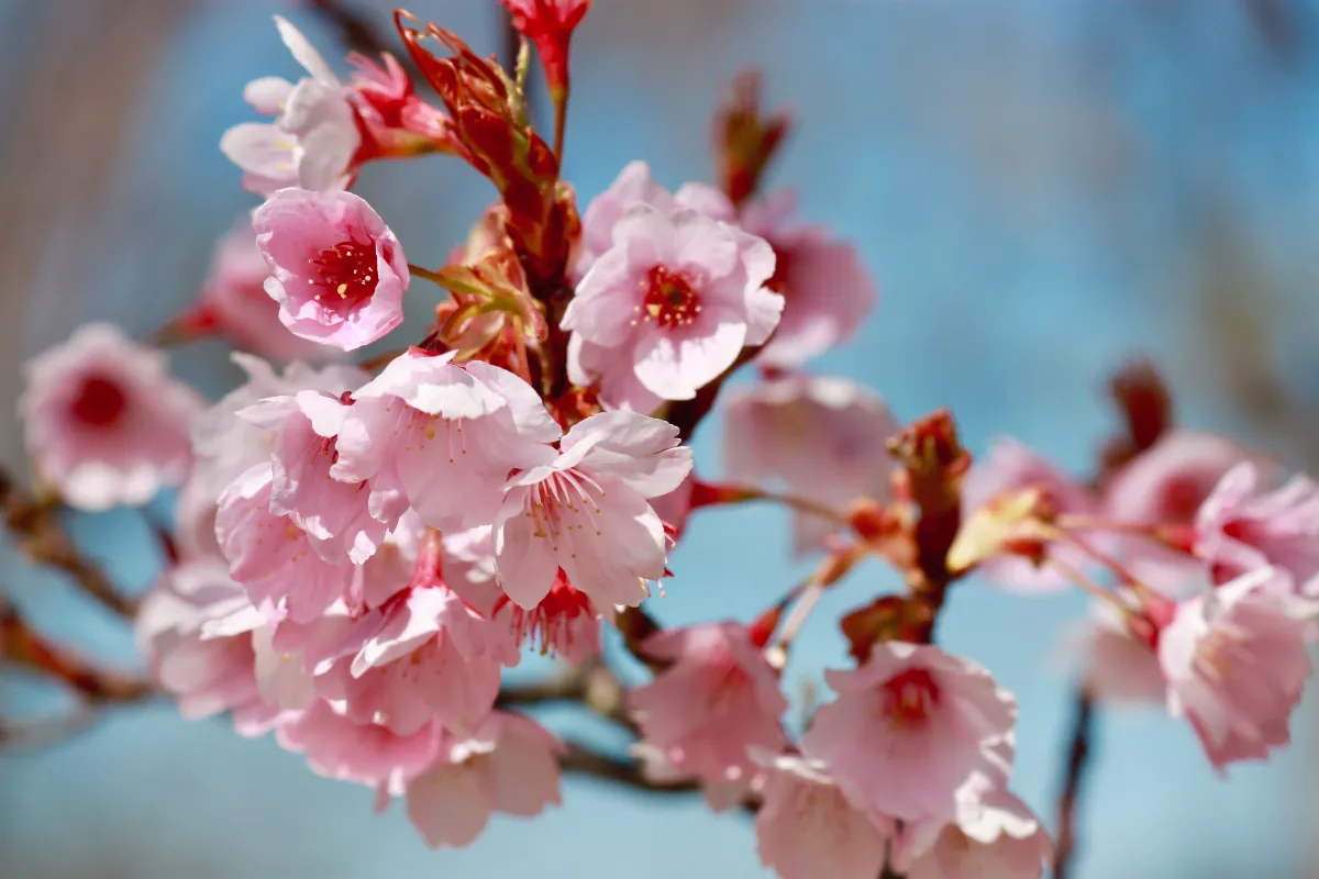 voici-les-4-actions-a-mettre-en-place-pour-prolonger-la-floraison-de-vos-cerisiers-en-avril