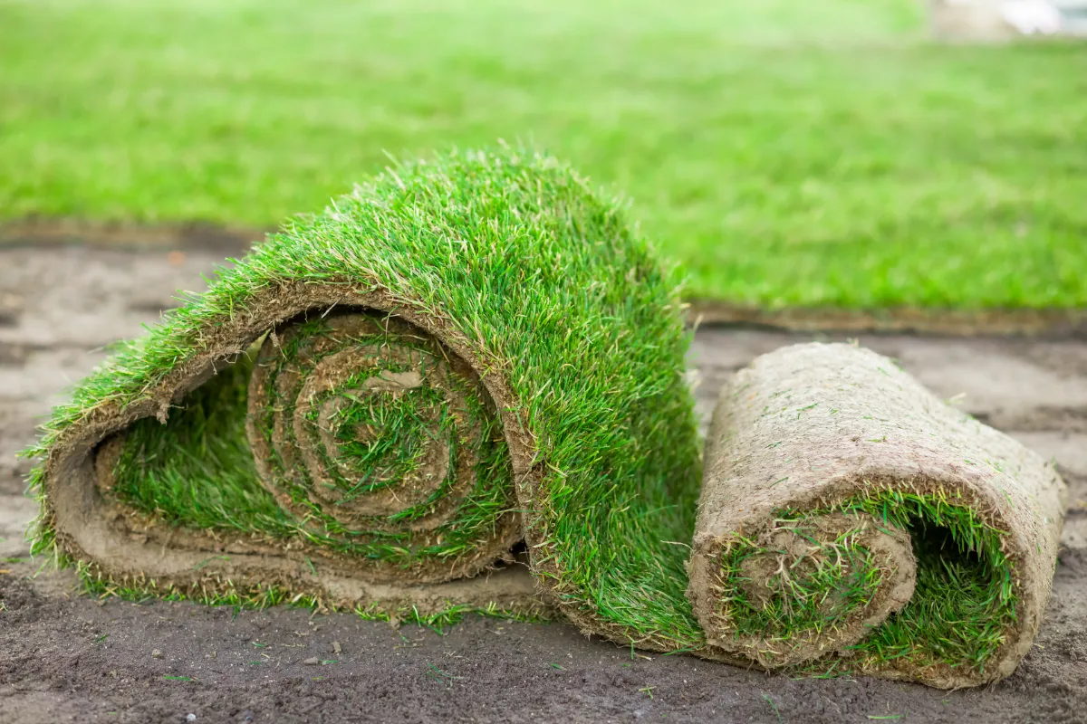 voici-les-4-avantages-du-gazon-en-rouleau-tout-ce-que-vous-devez-savoir-sur-ce-type-de-pelouse