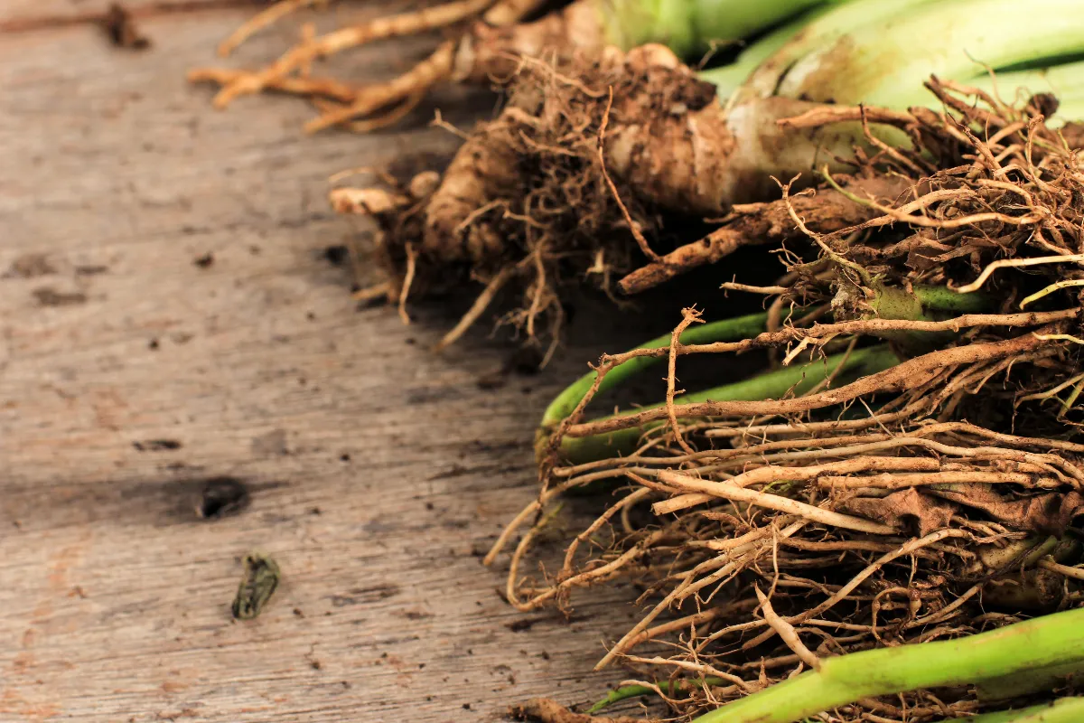 voici-les-etapes-a-suivre-pour-se-debarrasser-definitivement-des-racines-envahissantes-dans-votre-jardin