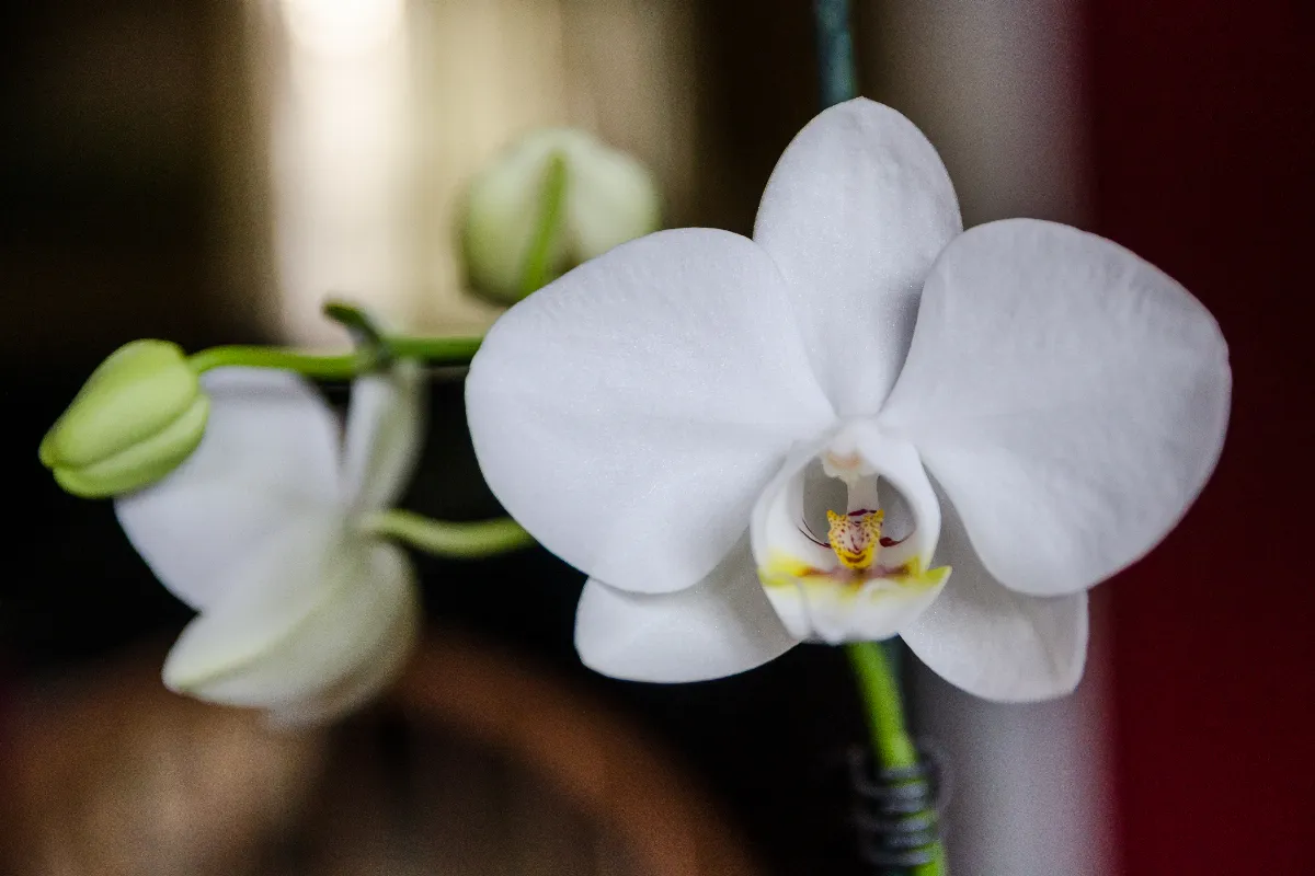 votre-orchidee-ne-fleurit-plus-voici-les-erreurs-courantes-et-les-solutions-a-mettre-en-place