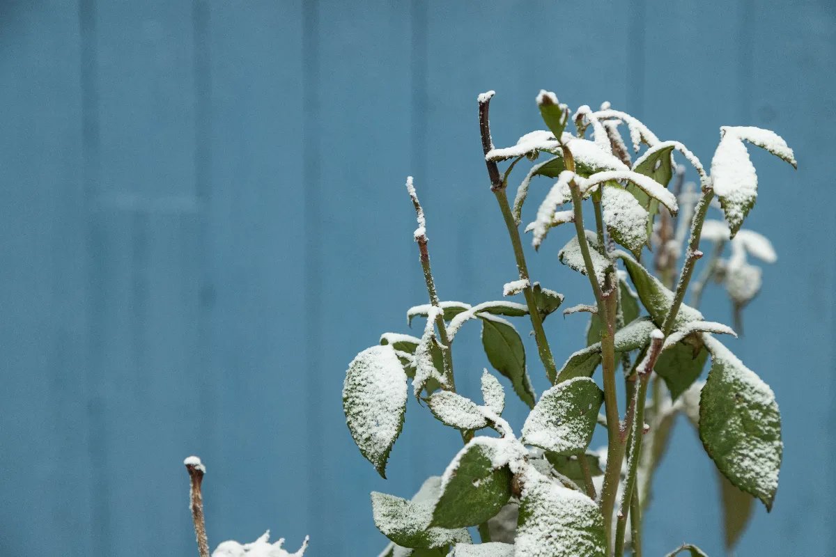 votre-rosier-est-fane-voici-les-5-erreurs-les-plus-courantes-et-les-solutions-pour-y-remedier