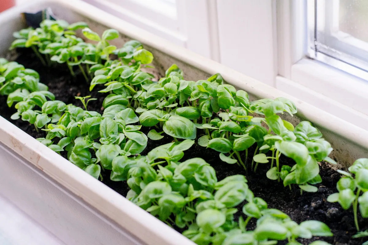 vous-avez-trop-arrose-votre-basilic-voici-comment-reagir-pour-le-sauver