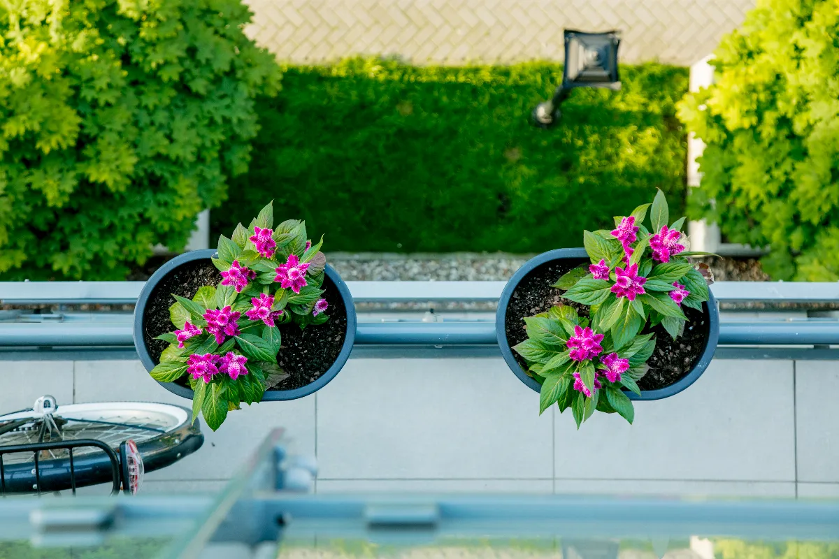 vous-souhaitez-installer-des-pots-de-plantes-sur-votre-balcon-attention-a-ces-regles-que-vous-devez-respecter