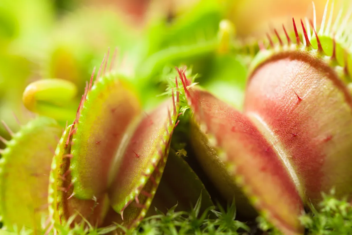10-plantes-carnivores-etonnantes-a-avoir-chez-vous-decouvrez-les-plus-belles-especes