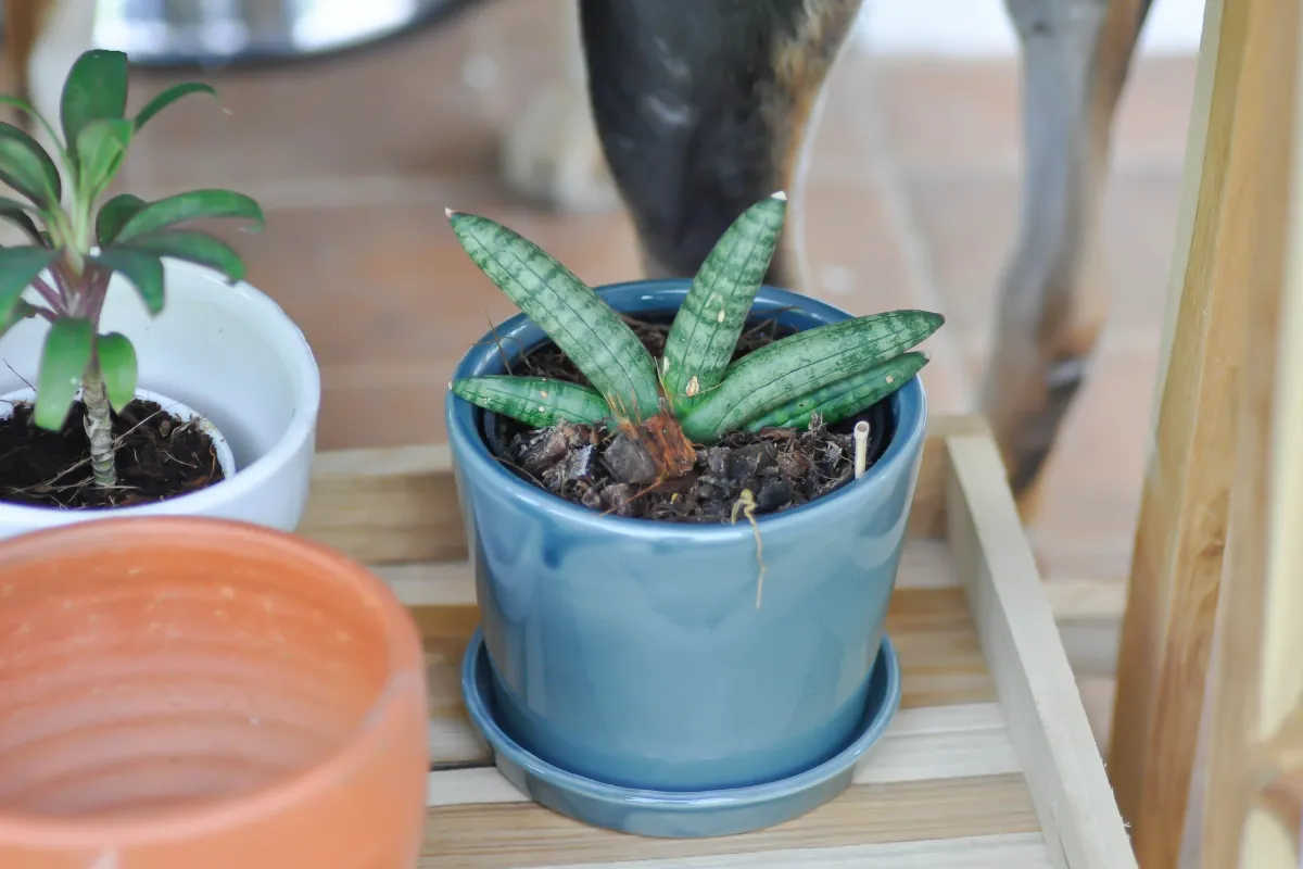 10-plantes-vertes-que-vous-pouvez-mettre-dans-un-couloir-sombre-decouvrez-ces-especes-peu-exigeantes