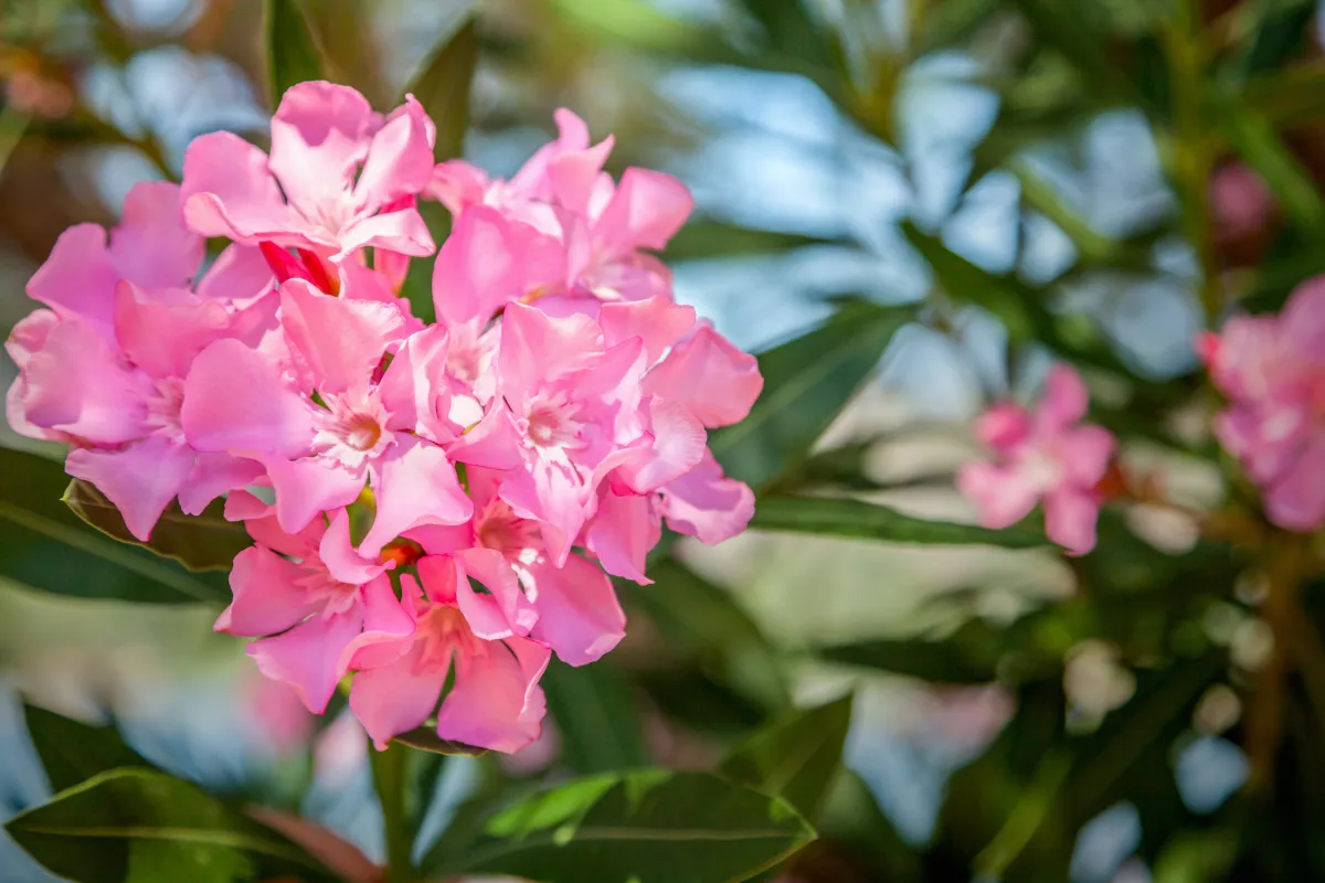 12-plantes-a-associer-avec-votre-laurier-rose-pour-favoriser-son-developpement-decouvrez-les-meilleures