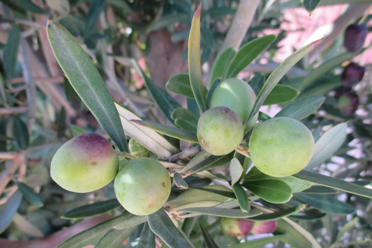 3-engrais-naturels-pour-votre-olivier-voici-les-solutions-les-plus-efficaces