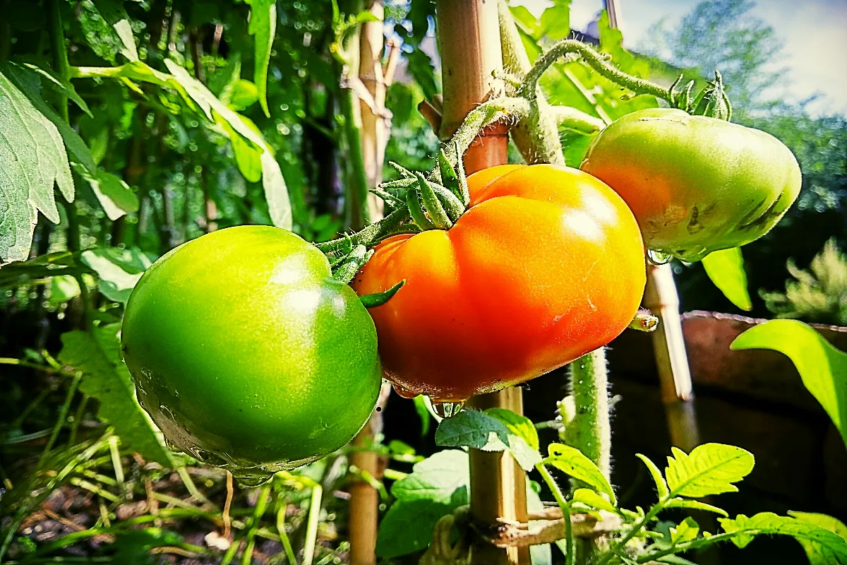 4-astuces-pour-creer-un-toit-pour-vos-tomates-et-booster-leur-croissance-cette-annee