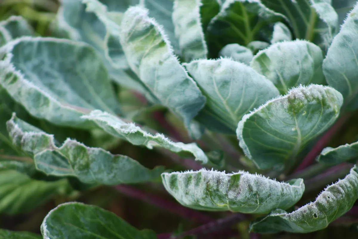4-astuces-simples-et-efficaces-pour-proteger-vos-plantes-face-au-gel-printanier