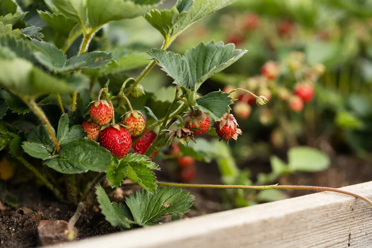 4-engrais-naturels-pour-vos-fraisiers-comment-bien-lutiliser-dans-votre-jardin