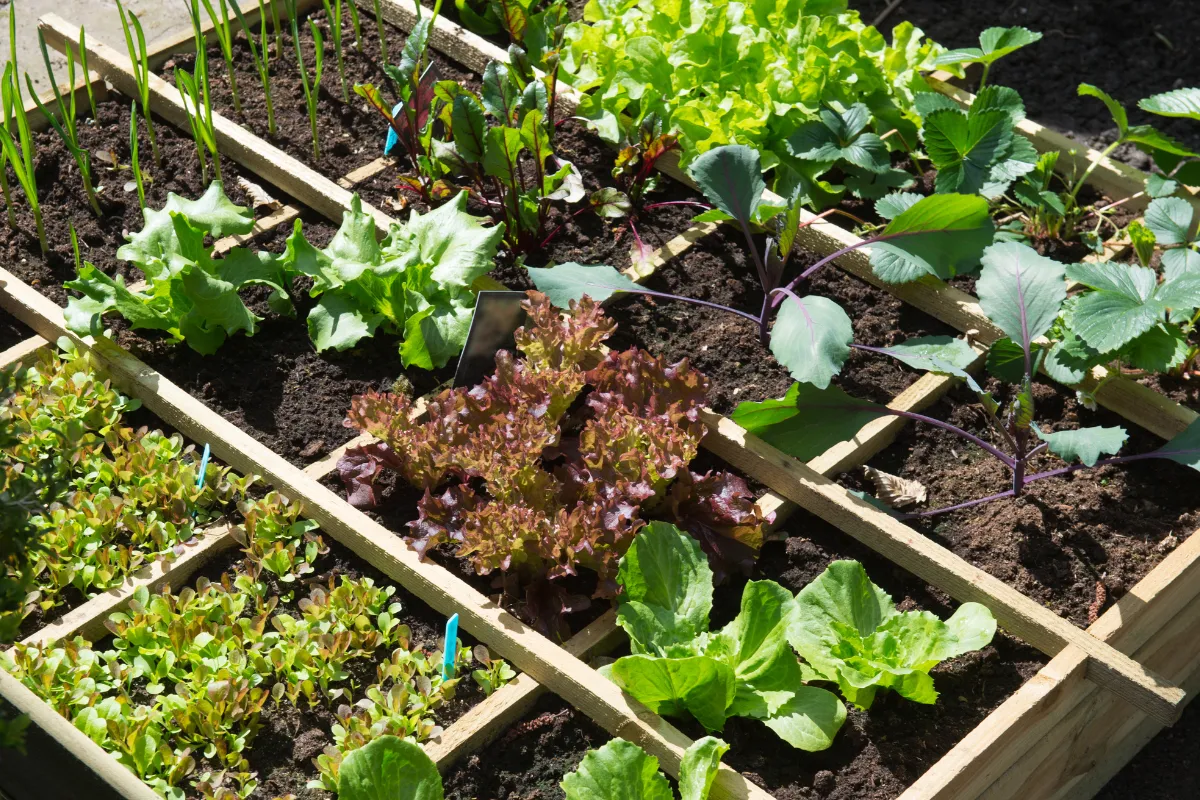 4-techniques-de-jardinage-a-mettre-en-place-pour-optimiser-le-rendement-de-votre-potager-voici-comment-faire