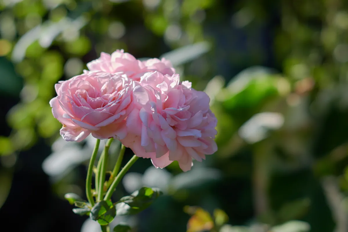 5-astuces-efficaces-pour-favoriser-et-prolonger-la-floraison-de-vos-rosiers-en-fleur-durant-tout-lete