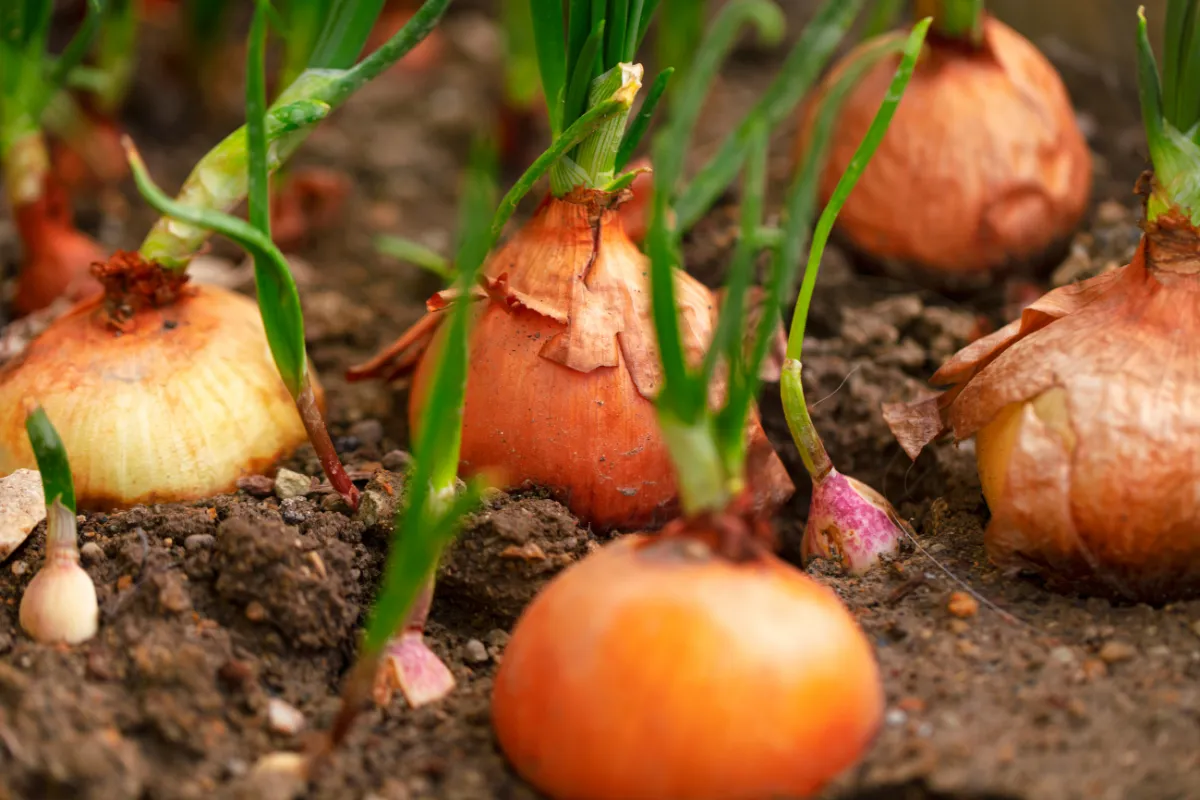 5-astuces-pour-booster-la-croissance-de-vos-oignons-dans-votre-potager-cette-annee