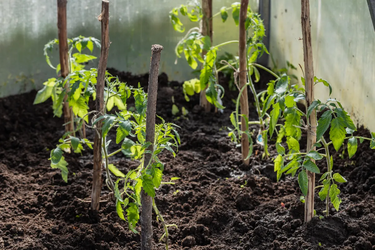 5-astuces-simples-et-efficaces-pour-proteger-vos-tomates-du-gel-au-printemps