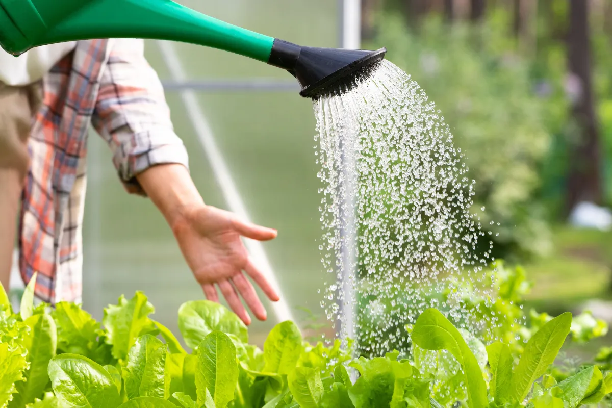 5-astuces-simples-et-efficaces-pour-reduire-considerablement-leau-utilisee-dans-votre-potager