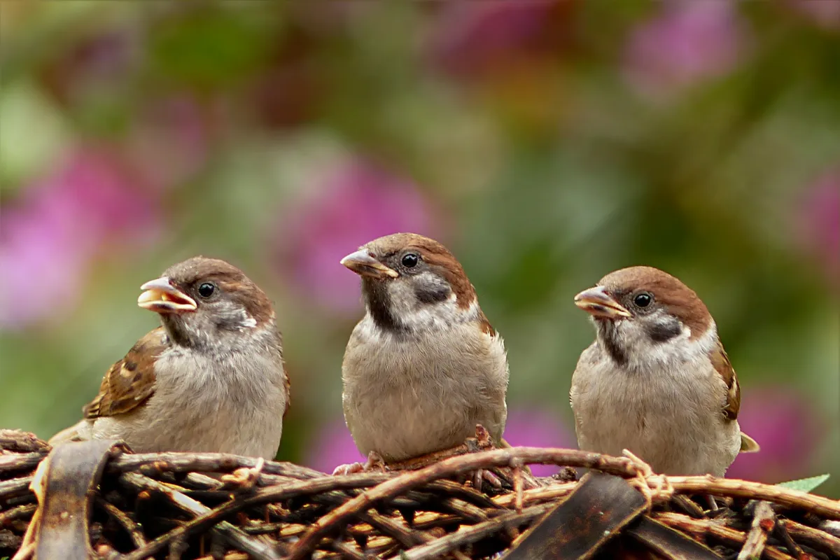 5-conseils-a-suivre-pour-attirer-les-oiseaux-dans-votre-jardin-cette-annee