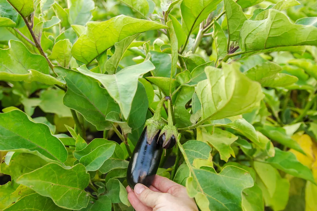 5-conseils-a-suivre-pour-booster-votre-recolte-daubergines-cette-annee
