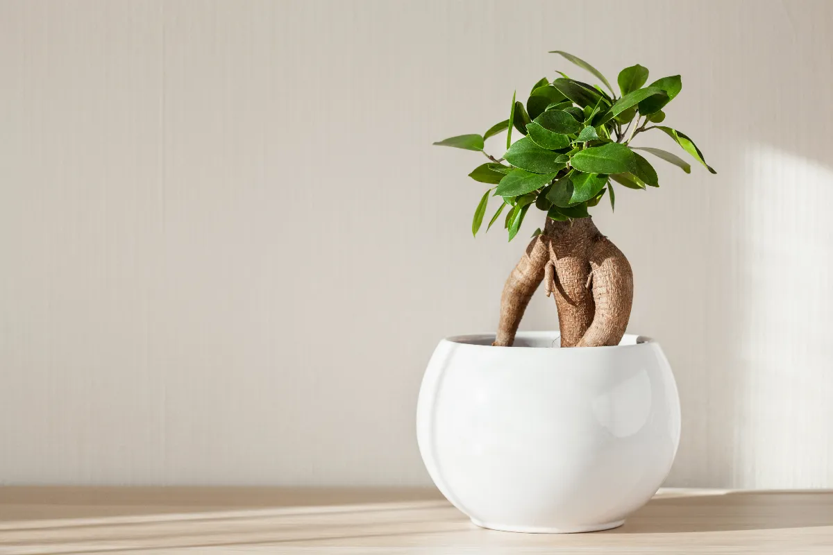 5-conseils-pour-bien-entretenir-votre-ficus-ginseng-voici-comment-le-garder-en-bonne-sante