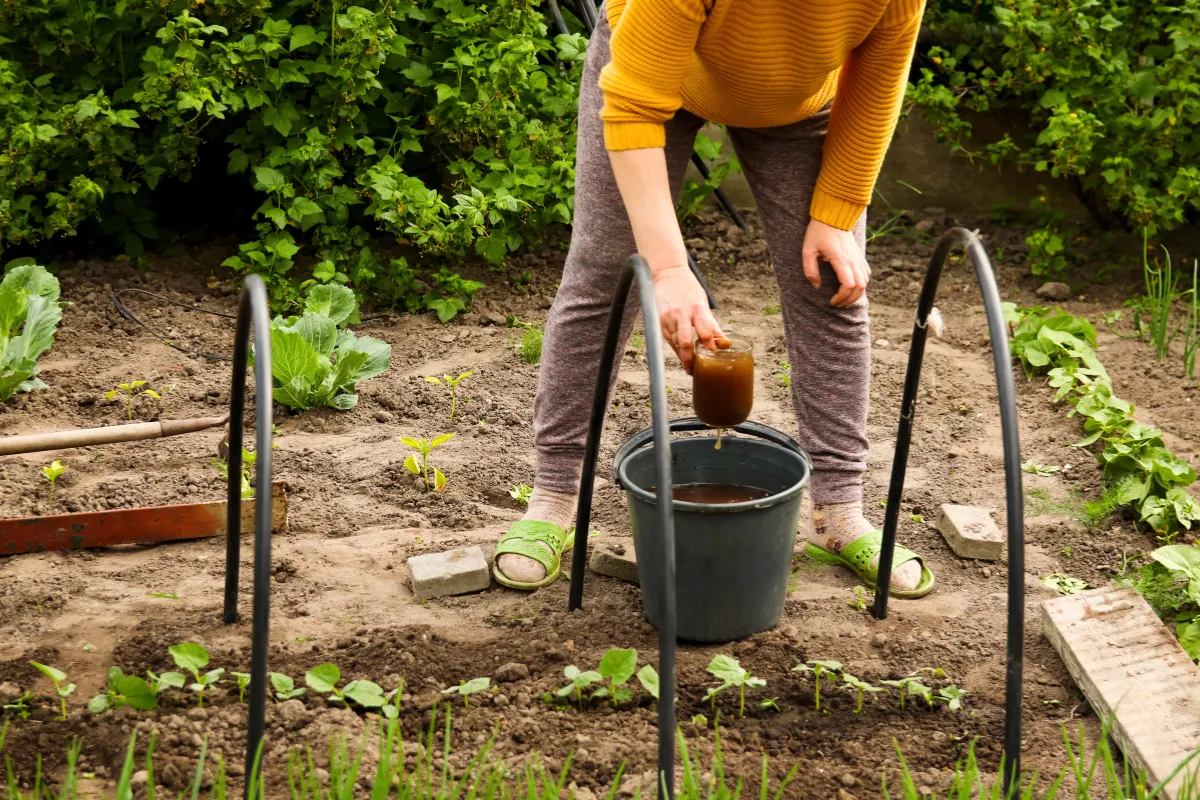 5-engrais-naturels-pour-un-potager-sain-chez-vous-lesquels-choisir-pour-vos-plantations