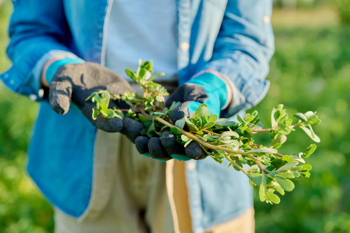 5-methodes-pour-vous-debarrasser-du-pourpier-dans-votre-jardin-voici-les-astuces-les-plus-efficaces
