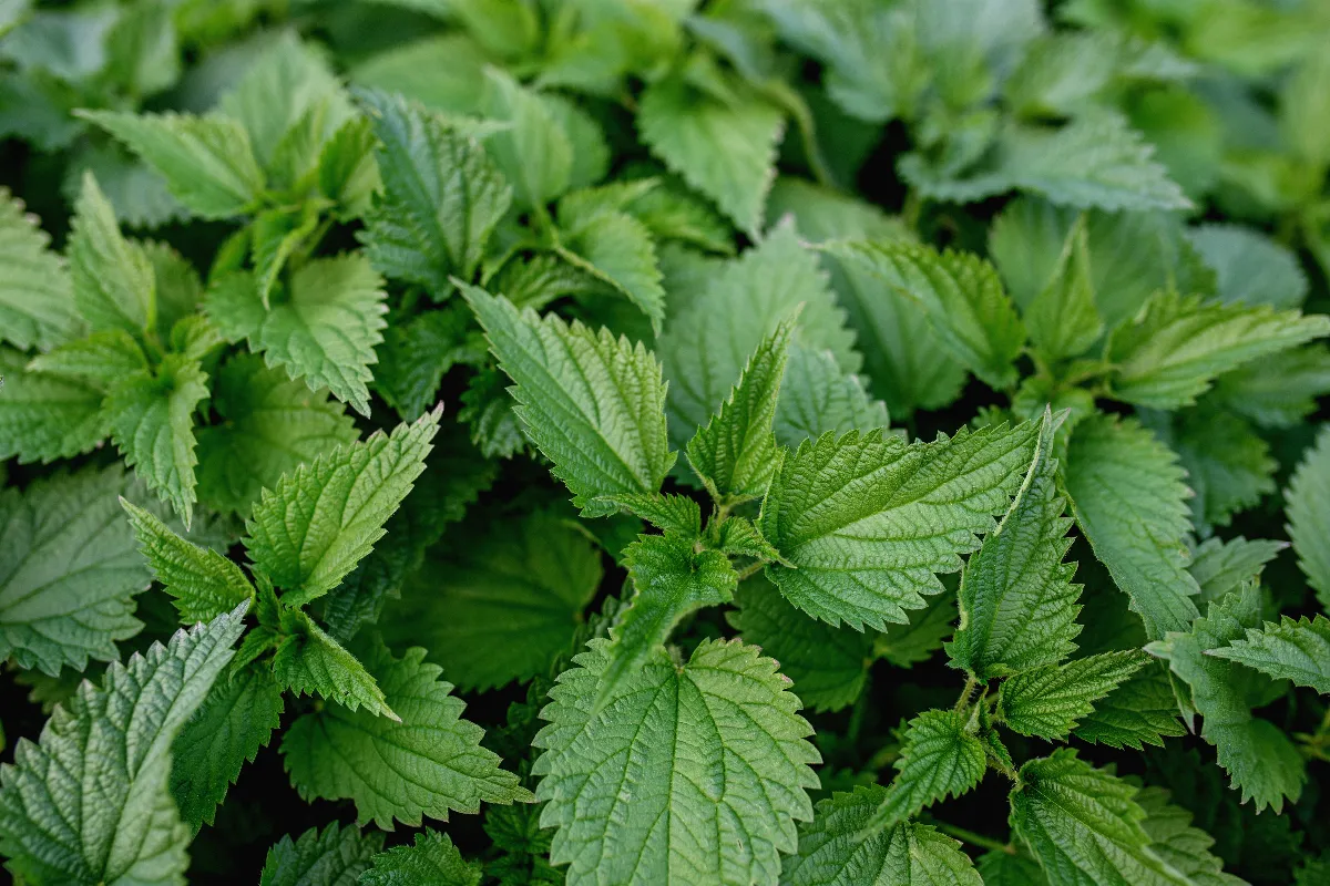 5-purins-de-plantes-a-utiliser-dans-votre-jardin-pour-un-sol-sain-et-bien-entretenu-lequel-choisir