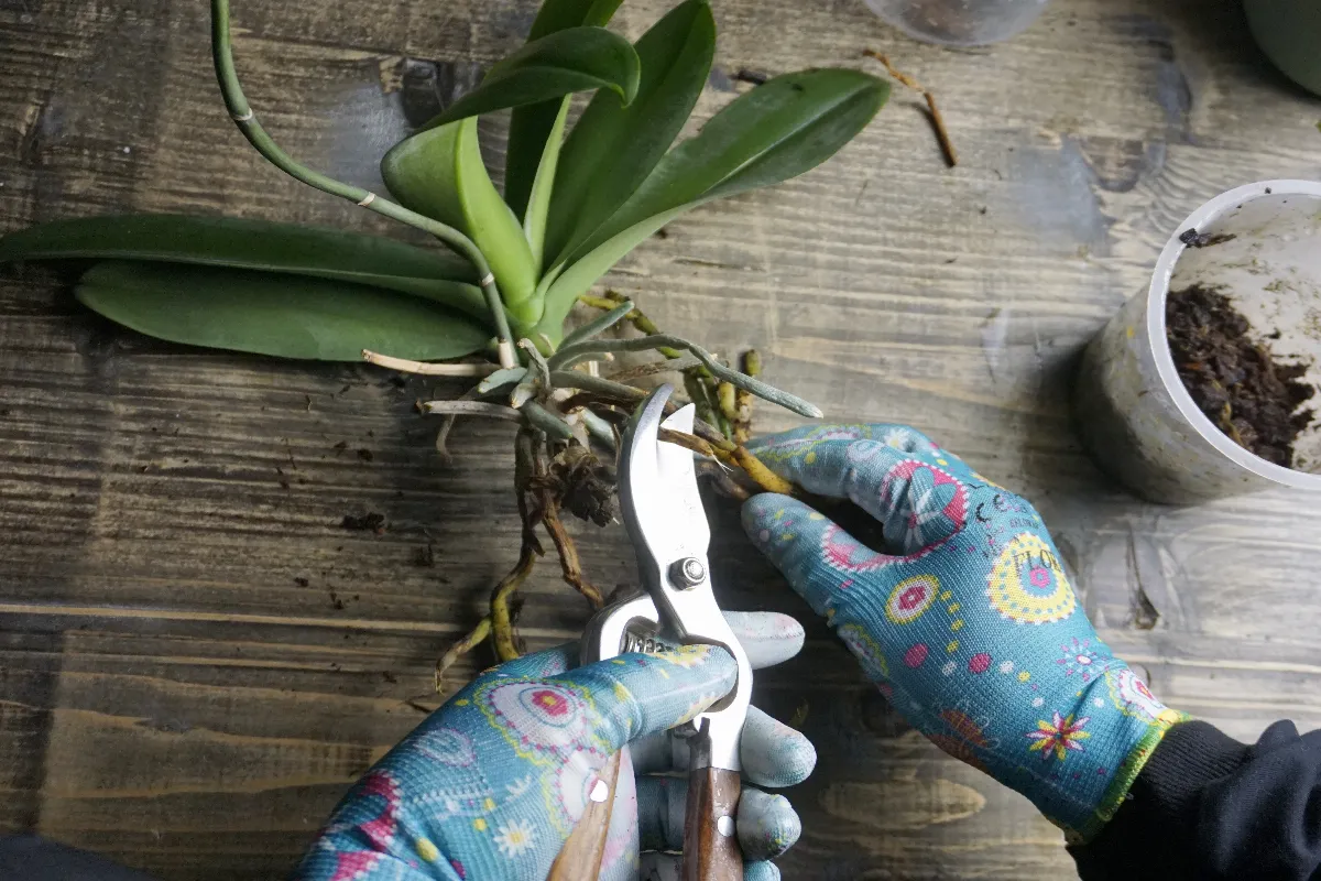 6-etapes-cles-a-respecter-pour-bien-tailler-les-racines-de-votre-orchidee-et-obtenir-une-floraison-abondante