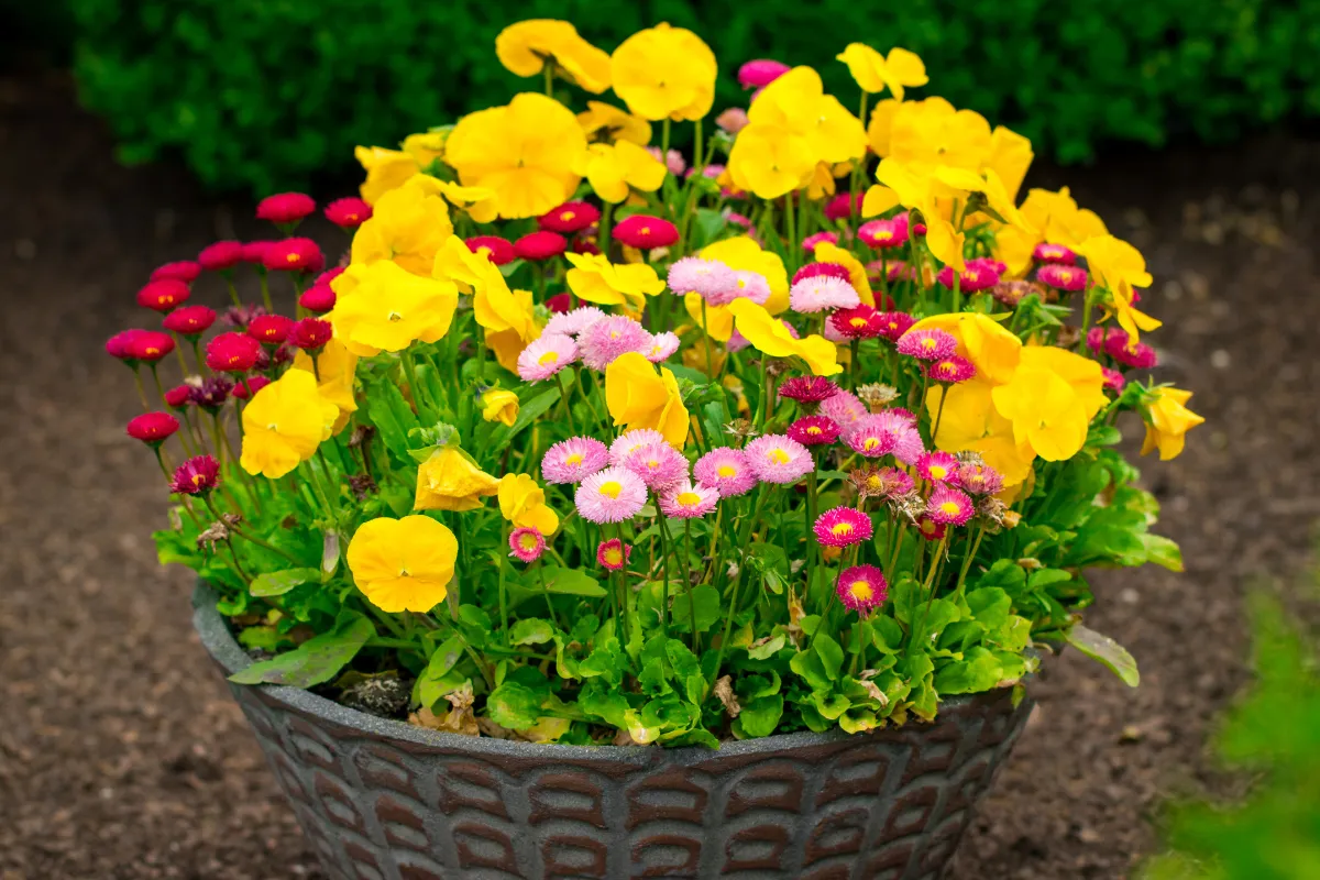 6-fleurs-a-planter-dans-vos-jardinieres-cette-annee-decouvrez-les-plus-belles-especes