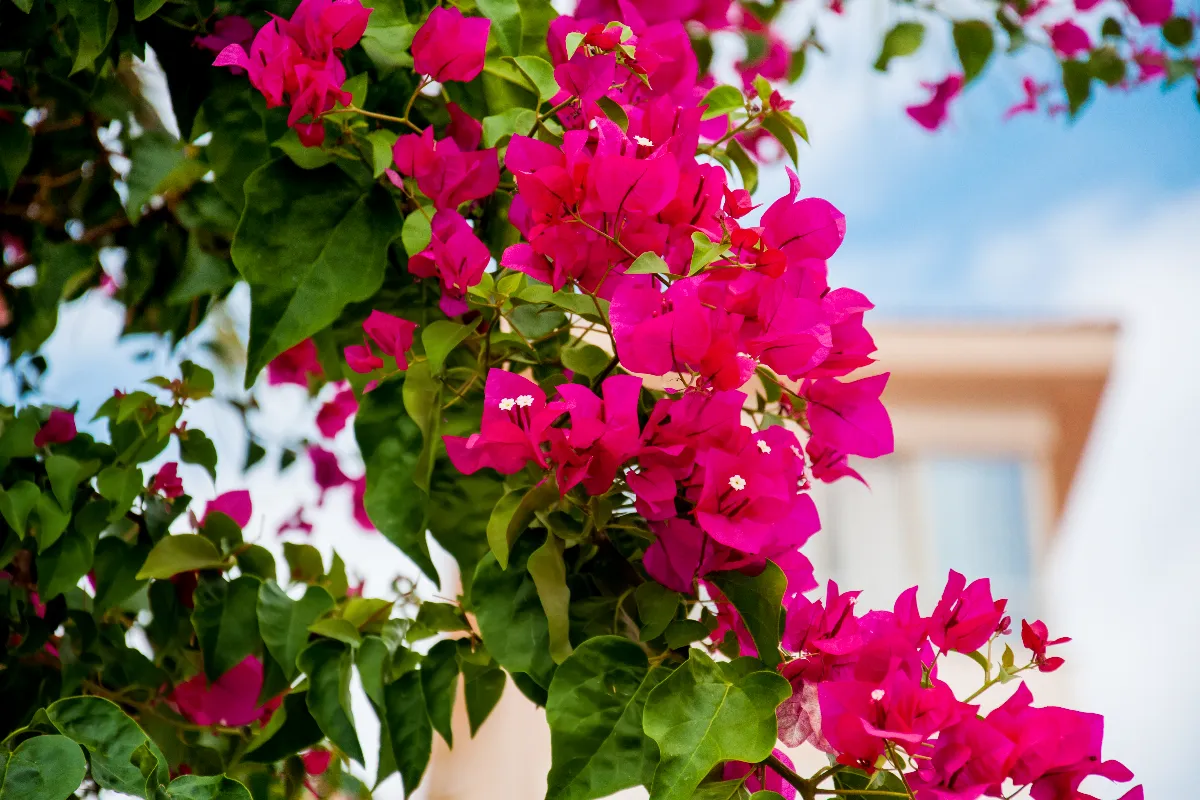 7-erreurs-a-ne-plus-faire-pour-lentretien-de-votre-bougainvillier-voici-les-bons-gestes-a-adopter