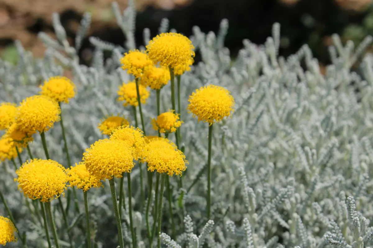 7-fleurs-ultra-resistantes-a-la-secheresse-et-a-la-chaleur-lesquelles-planter-cet-ete