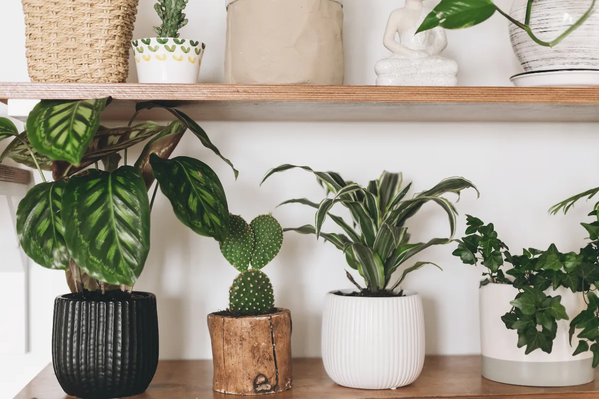 7-plantes-dinterieur-simples-a-entretenir-pour-embellir-votre-maison-voici-notre-selection