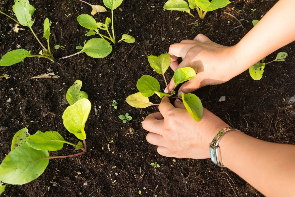 7-produits-naturels-essentiels-pour-reussir-votre-potager-bio-et-avoir-des-legumes-sains