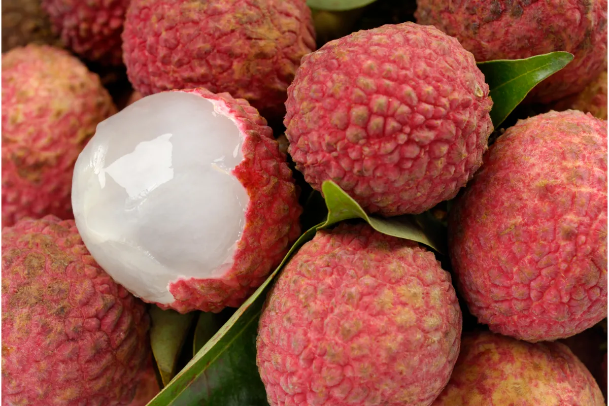 9 étapes pour faire pousser un noyau de litchi voici comment réussir à tous les coups