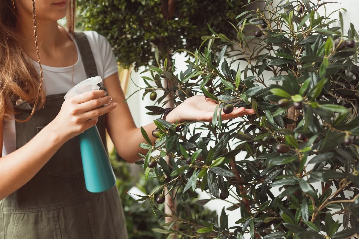 arrosage-de-votre-olivier-a-quelle-frequence-et-quelle-quantite-deau-voici-toutes-les-reponses