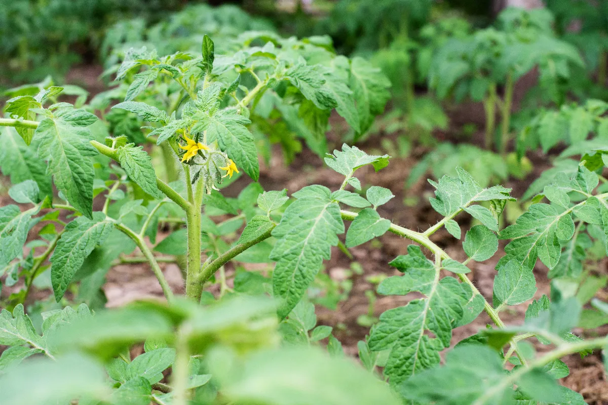 associer-des-fraisiers-et-des-plants-de-tomates-dans-votre-potager-est-ce-une-bonne-idee