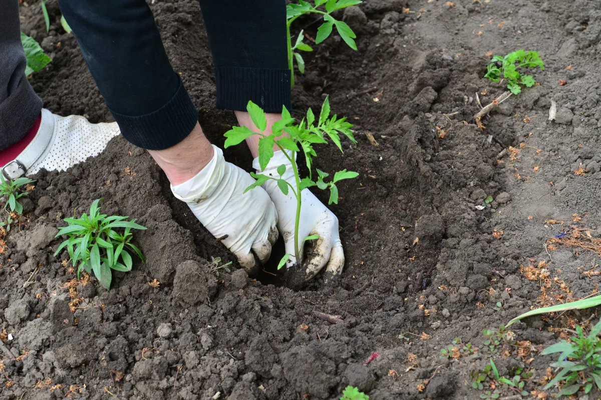 bien-espacer-ses-plants-de-tomates-voici-le-secret-pour-reussir-la-plantation-de-vos-tomates