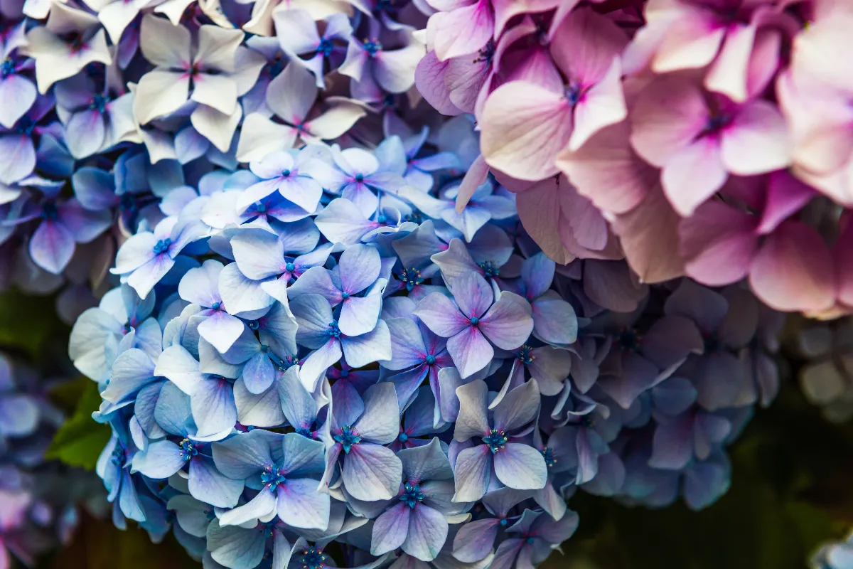 bien-tailler-ses-hortensias-voici-tout-ce-quil-faut-savoir-pour-avoir-de-beaux-hortensias-cette-annee