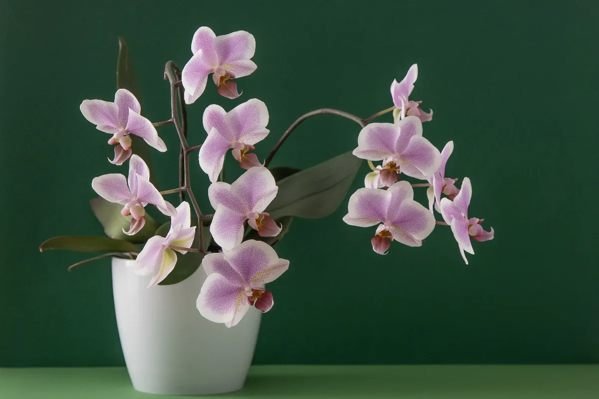 booster-la-floraison-de-votre-orchidee-grace-a-ces-3-engrais-naturel-decouvrez-ces-ingredients-miraculeux