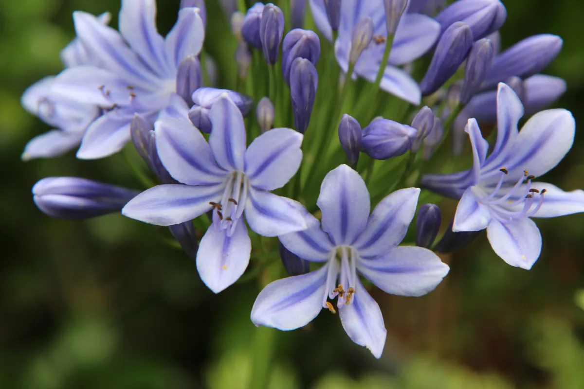 boostez-la-floraison-de-vos-agapanthes-grace-a-ce-fertilisant-ultra-efficace