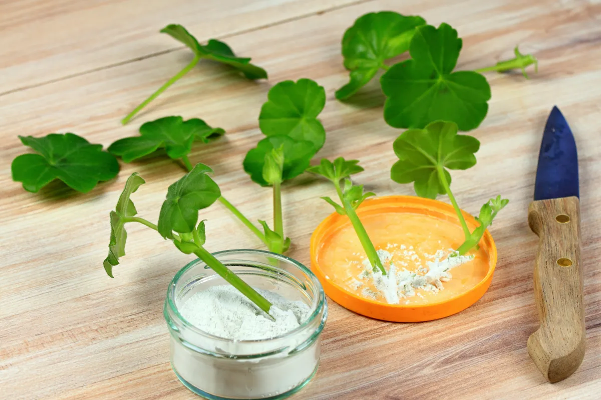 bouturage-de-vos-geraniums-voici-lastuce-pour-reussir-cette-operation-a-tous-les-coups