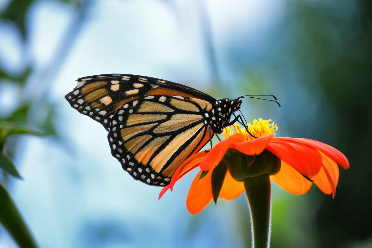 ces-10-plantes-attirent-les-papillons-dans-votre-jardin-voici-lesquelles-choisir-pour-chez-vous