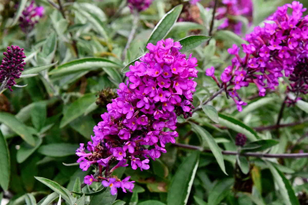 ces-6-arbustes-fleurissent-tout-lete-decouvrez-lesquels-planter-chez-vous