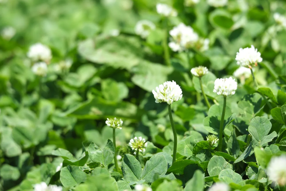 ces-7-plantes-couvre-sol-peuvent-remplacer-le-gazon-de-votre-jardin-decouvrez-les-meilleures-alternatives