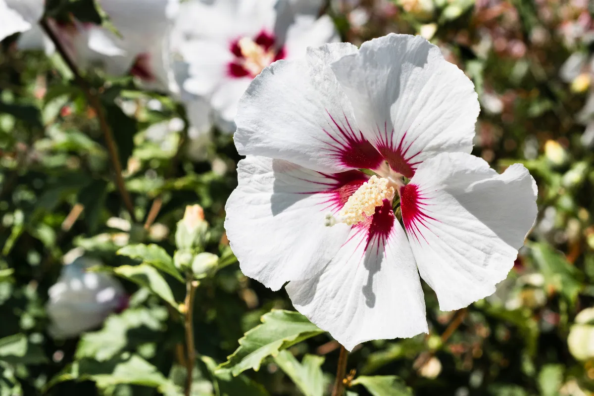 ces-arbustes-a-longue-floraison-poussent-rapidement-et-demandent-tres-peu-dentretien-voici-les-5-meilleurs