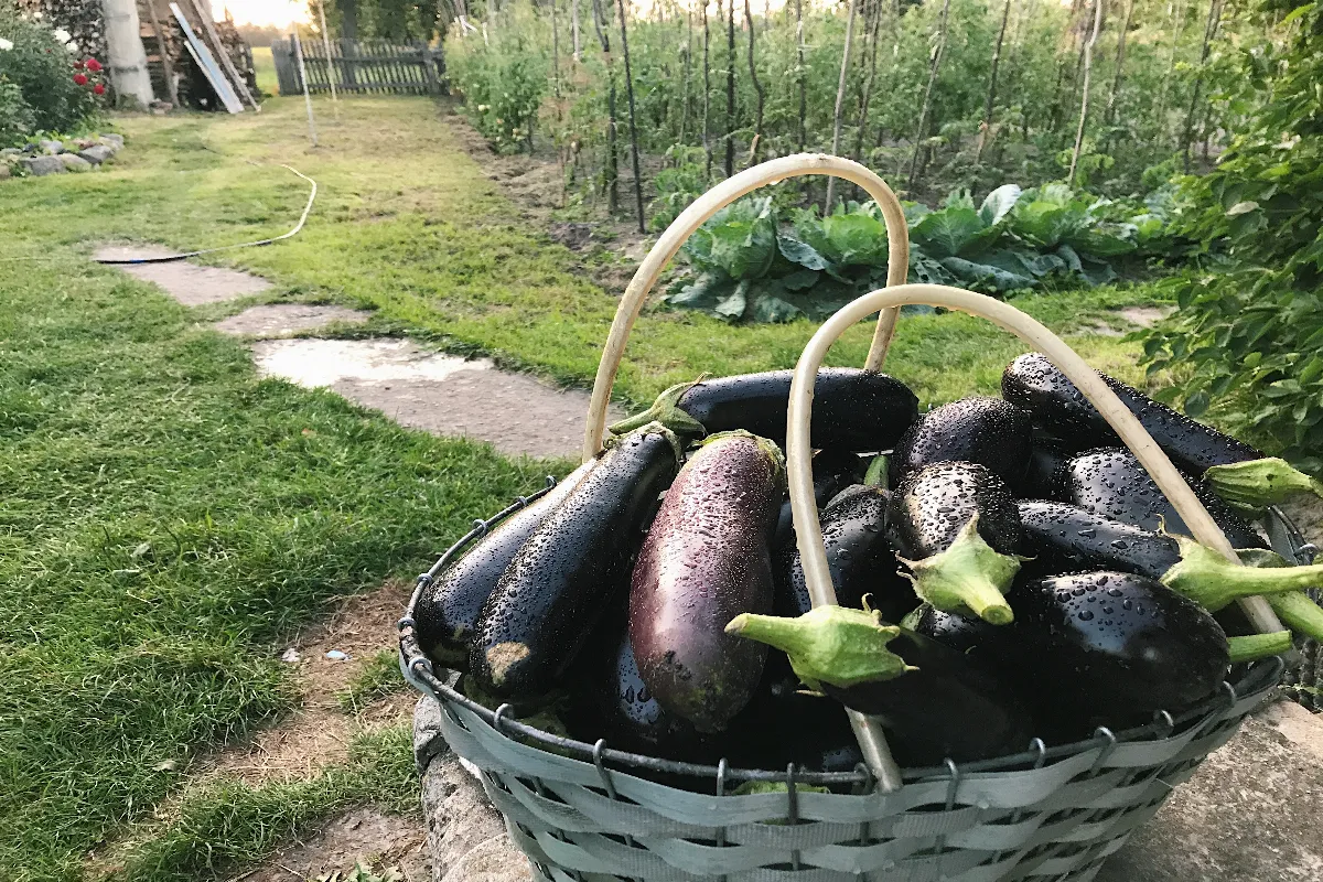 comment-bien-reussir-votre-recolte-daubergine-cette-annee-voici-les-5-conseils-a-suivre-absolument