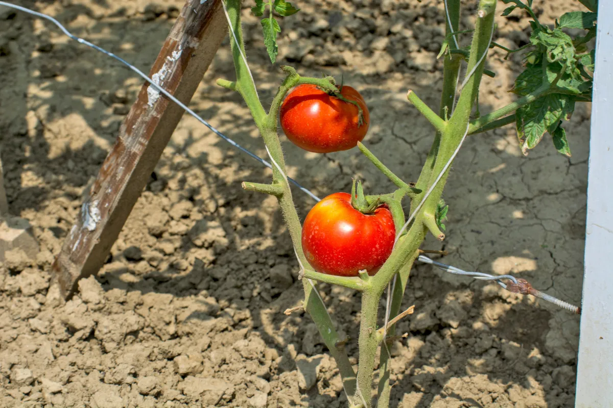 comment-bien-tuteurer-vos-tomates-voici-les-4-meilleures-solutions-pour-faire-pousser-vos-tomates
